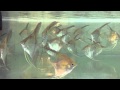 IMG 0049