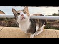 Calico Gray Tailless And Black Cats Meow Loudly From Hunger By The Sea