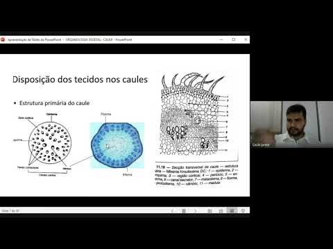 organologia vegetal caule 08 05