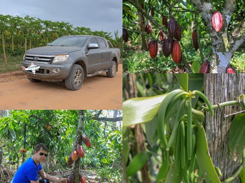 A écouter en préparant Mini marbré au chocolat