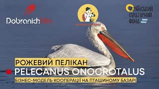 РОЖЕВИЙ ПЕЛІКАН: еко-програма 