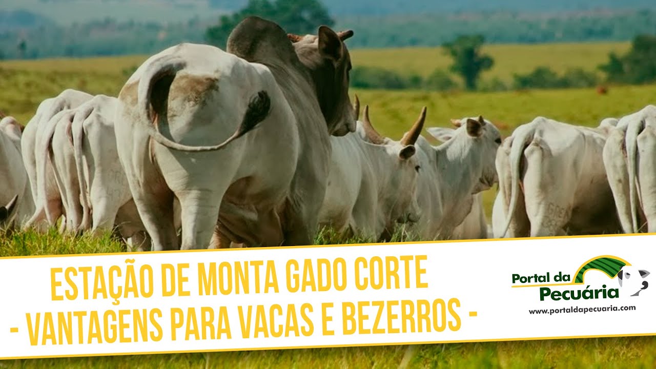 Estação de monta gado corte - Vantagens para vacas e bezerros