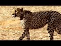 Incredible A Cheetah Sprints To Catch A Springbok