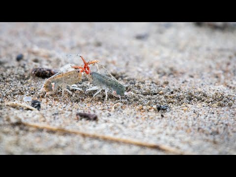 California Beach Hoppers | Burrow Battles | Point Reyes National Seashore