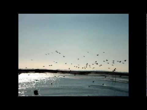 Dubble Shoreline Blues