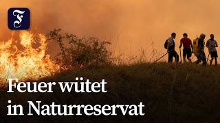 Serbien bittet EU um Hilfe im Kampf gegen Waldbrand
