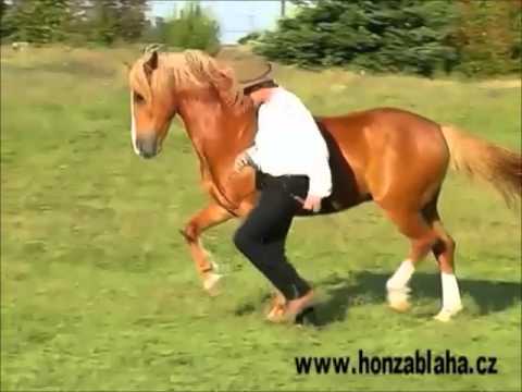 [Honza Blaha] Freiheitsdressur