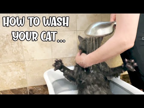 How To Bathe a Cat No Stress🙀 Wash a Cat to Get rid of Fleas in the House or Cat, British Shorthair