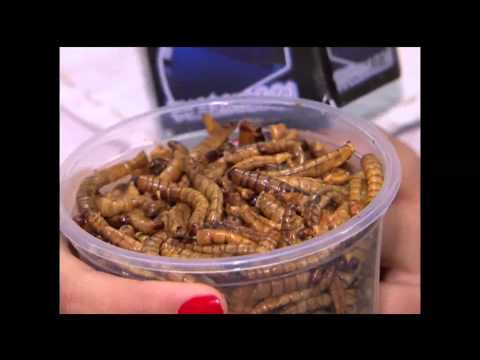 Mulher.com entrevista - Museu do Instituo Biológico de São Paulo