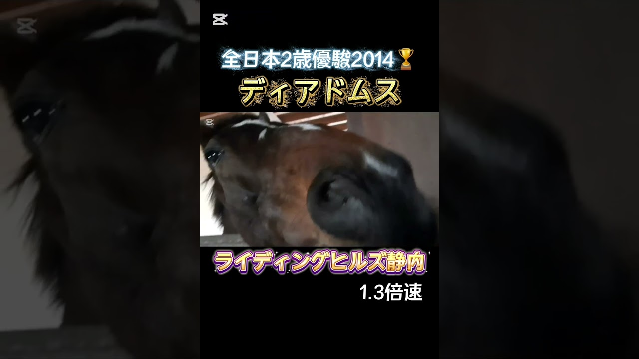#ディアドムス #ライディングヒルズ静内 #引退馬 #功労馬 #乗馬