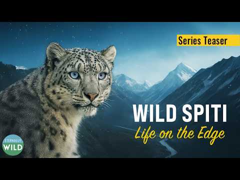 Wild Spiti – Life on the Edge | Documentary Series Teaser | Himalayas