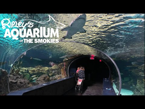 image-How much does it cost to get in the aquarium in Gatlinburg?