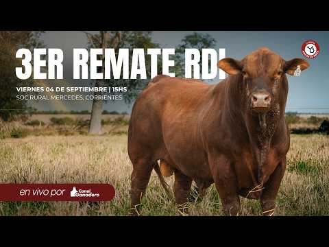 🔨 3ER REMATE RDI - RINCÓN DE IBERÁ - BRANGUS - EN VIVO POR CANAL GANADERO