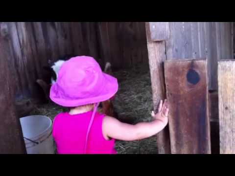 fae at the st-edouard zoo