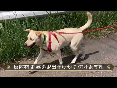 福井犬警察　ワンワンピカピカ広報隊長「フラッシュ」