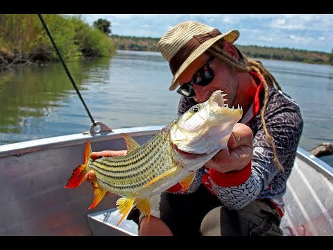 Tigerfisch angeln am Okavango in Namibia - Tiger Fish Attacks - Jumping in Slow Motion