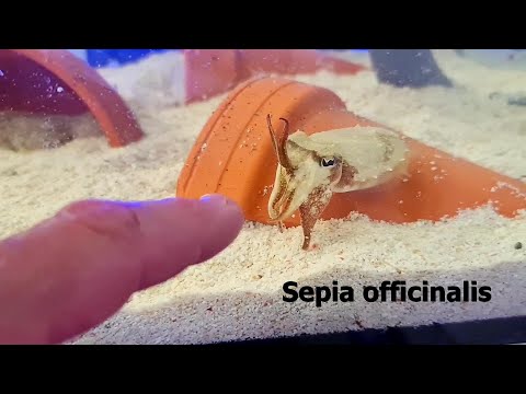 European common cuttlefish - Sepia officinalis