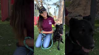 Video preview image #1 Labrador Retriever-Unknown Mix Puppy For Sale in Pasadena, CA, USA
