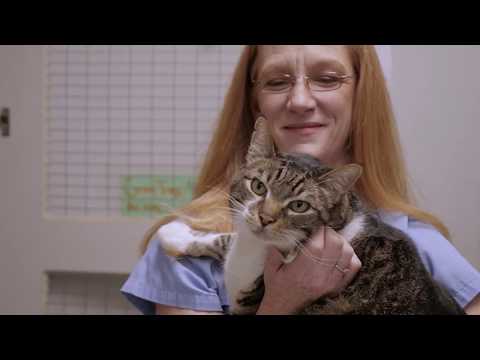 A Day in the Life of a Veterinary Technician