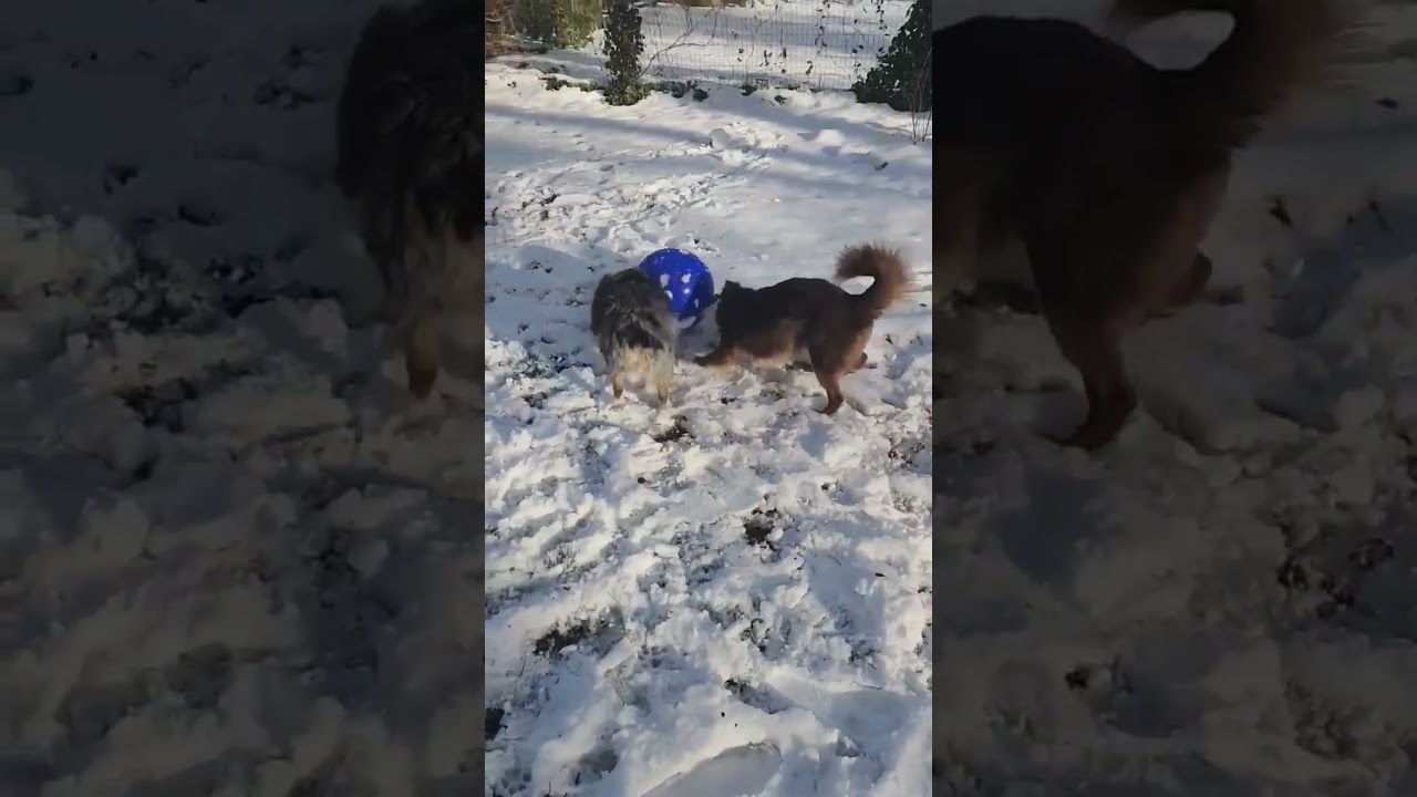 Milo, a ADOPTABLE Australian Shepherd in Alexandria, VA video 5/6