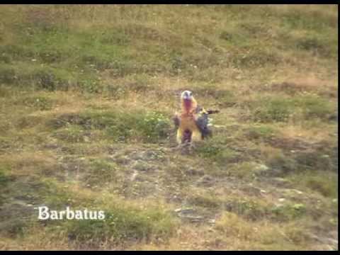 Quebrantahuesos ( Gypaetus barbatus )