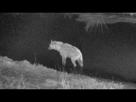 Djuma: Two Hyenas wander in for a drink  - 20:25 - 07/16/18