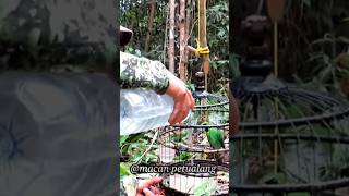 Download lagu MEMIKAT BURUNG CUCAK IJO DI HUTAN SUMATRA#cucakijo #cucakranting #kicaumania #sorts #video mp3