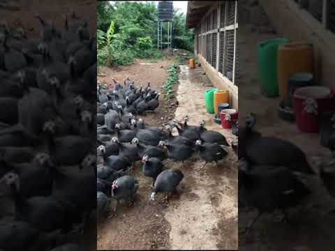 Awesome Guinea Fowl Farm in Ghana #shorts #guineafowl