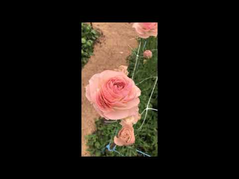 A short overview of our Ranunculus varieties