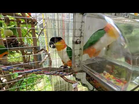 Welcome back to this beautiful Friday afternoon and today's 2nd set of outside aviary recesses ❤️