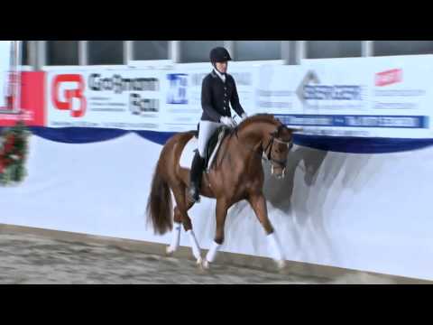 Viva Westfalia, Junghengst von Vitalis x Fürst Heinrich