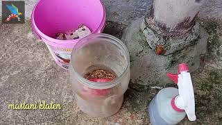 Download lagu Ternak murai batu | klaten mp3