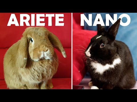 Coniglio Ariete vs Nano - Confronto Le Personalità
