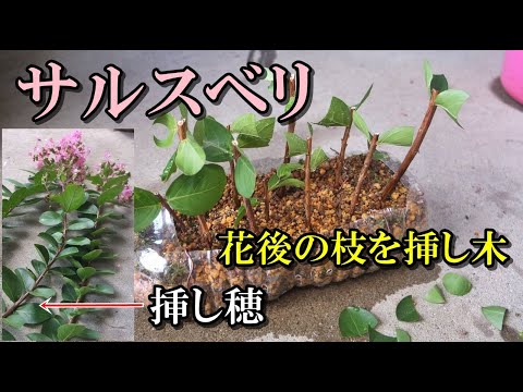 スイカズラの挿し木はいつ、どのように行うのですか?この植物をうまく繁殖させるためのチュートリアルとビデオは次のとおりです。  庭園