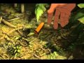 Tarzan Lick Gunshot Normal Fast And Slow