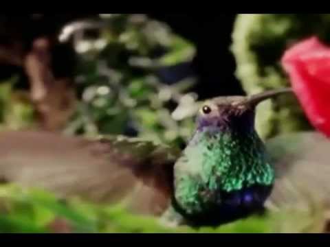 SOOM T - KINGDOM RISE ( Reality Shock Records )