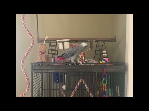 Talking Parrot Tells Cat to Quiet Down || ViralHog