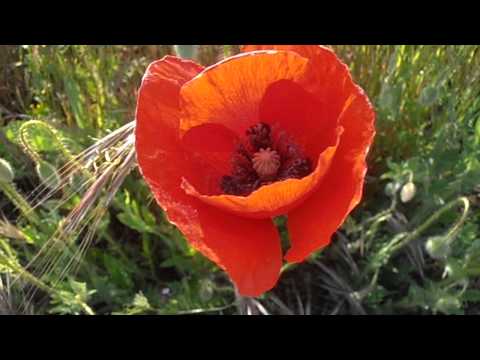 Amapola de pétalos con mancha negra: Papaver roheas