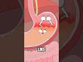 Why Does Drinking Too Much Alcohol Give You A Stomachache Animation Funny Shorts Health
