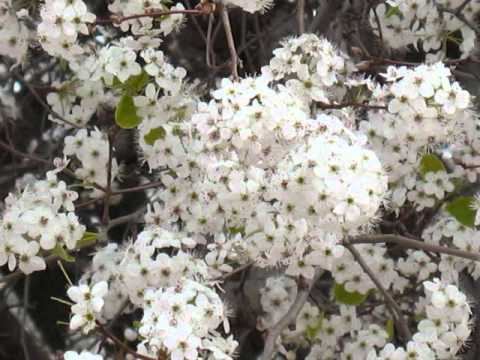 MAMA - Valeriu Gorgos