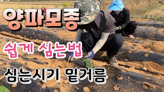 양파모종 쉽게 심는 요령 양파 크게  하려면 밑거름은 이정도는 해야 ?