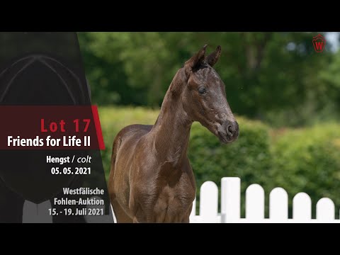 Westfälische Fohlen-Auktion Lot 17 Friends for Life II Hengst v. For Romance I -  Diamond Hit