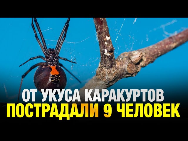 9 человек пострадали от укусов каракуртов в Индерском районе Атырауской области