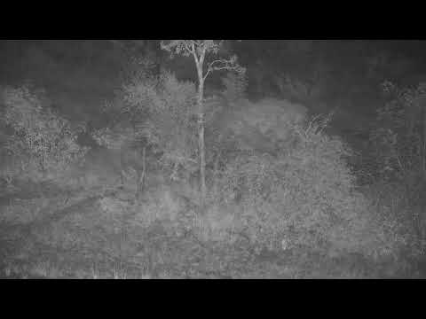 Djuma: Duiker drinking on other side of the dam - 00:32 - 04/08/2022