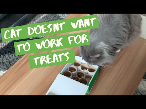 Cats Funny Reaction To DIY Foraging Toy
