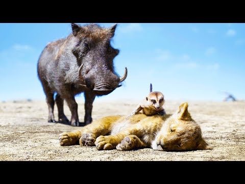 download lagu mp3 mp4 Lion King Warthog, download lagu Lion King Warthog gratis, unduh video klip Lion King Warthog
