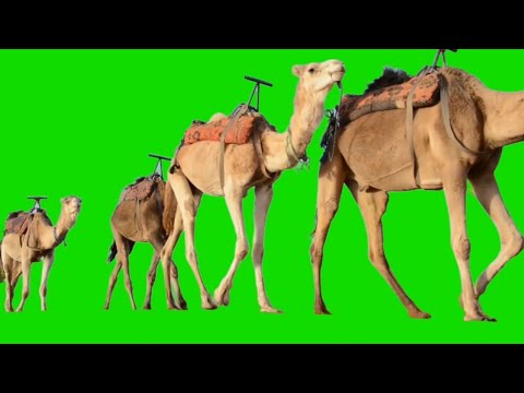 Green Screen Camel walking HD Footage || No copyright