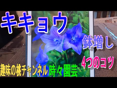 冬に月桂樹に水をやる方法 施肥 剪定 維持