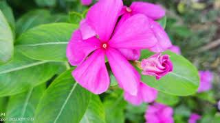 Kuradang by Max Surban