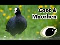 BTO Bird ID - Coot & Moorhen